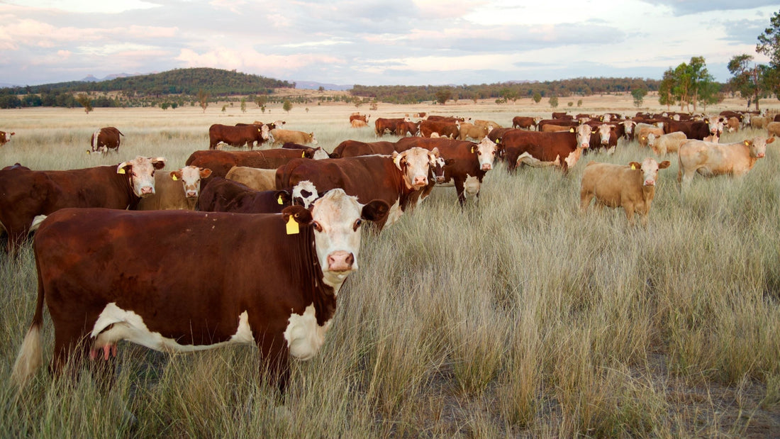 The Benefits of Tallow Skincare for Healthy Skin