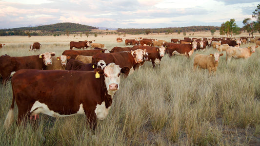 The Benefits of Tallow Skincare for Healthy Skin